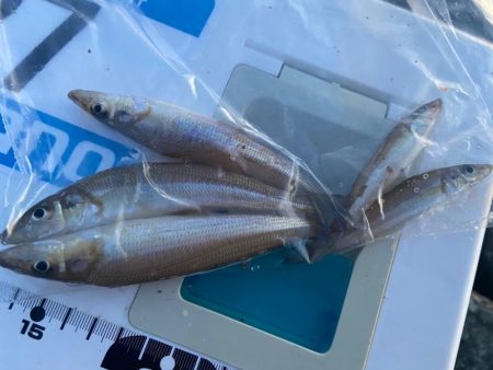 渋ギスタのちょい釣り