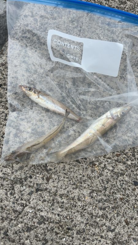 雨降り前の朝釣り