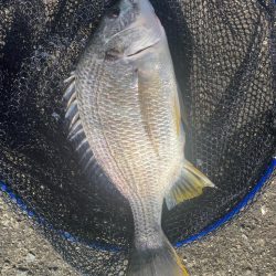 炎天下チニング