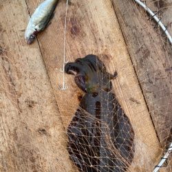 ヤエンでアオリイカ