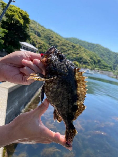 カサゴ　キス釣り