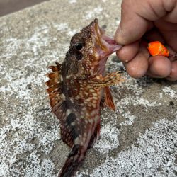 アラカブ(ガシラ③)