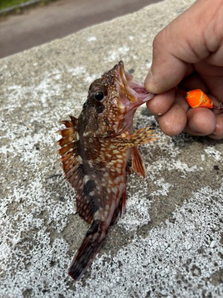 アラカブ(ガシラ③)