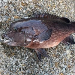 ぶっこみ釣りでカンダイゲットしました！