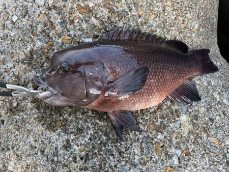 ぶっこみ釣りでカンダイゲットしました！