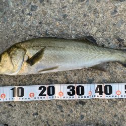 朝マヅメシーバス