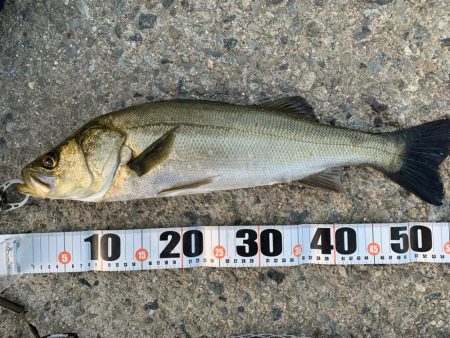 朝マヅメシーバス