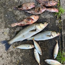 エビ撒き好調です