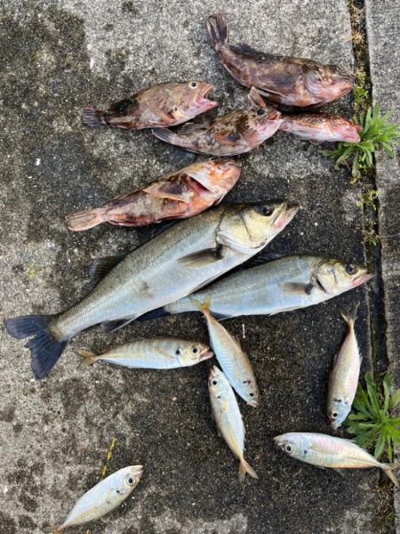 エビ撒き好調です