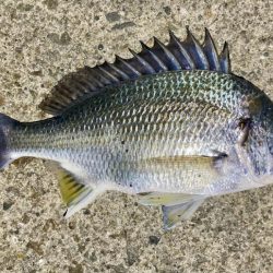 キビレ釣れた〜