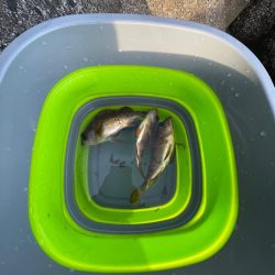 アジとメバルが交じる！