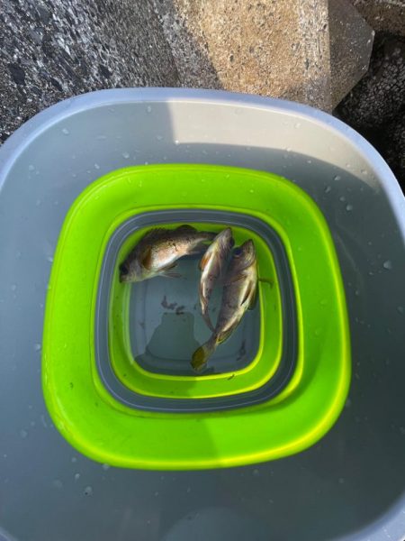 アジとメバルが交じる！