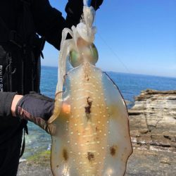 チョット小さめ春イカ