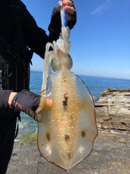 チョット小さめ春イカ