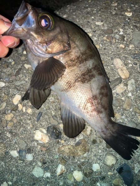 2024ライトゲーム第20戦