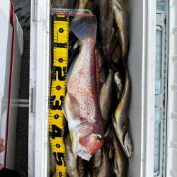 イサキ&ネギング釣行