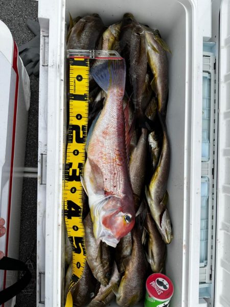 イサキ&ネギング釣行