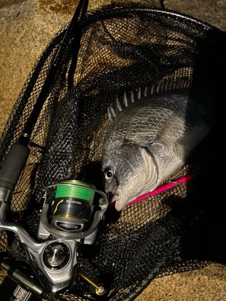 淀川シーバスのはずが、