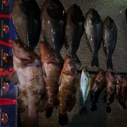 魚津港 夜フカセ