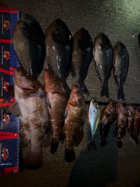 魚津港 夜フカセ