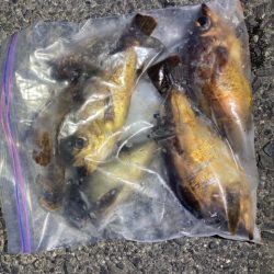 爆風メバリング