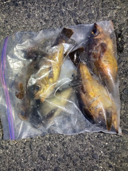 爆風メバリング