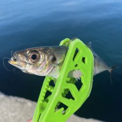 良型の姿はほぼ無いけど豆は安定気味!