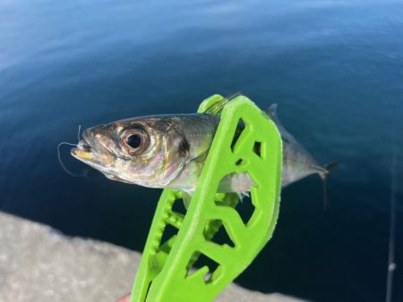 良型の姿はほぼ無いけど豆は安定気味!