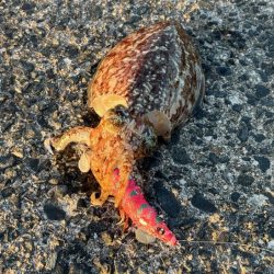 【鳥取コウイカエギング】結局はパタパタが好きみたい!