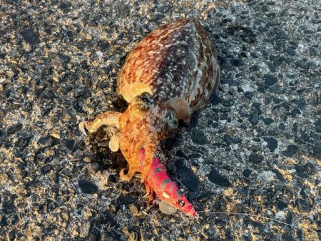 【鳥取コウイカエギング】結局はパタパタが好…