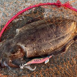 キロアップのデカモンゴウイカ登場！