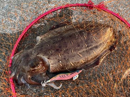 キロアップのデカモンゴウイカ登場！