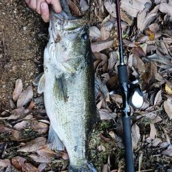 今年初の50UPゲット!