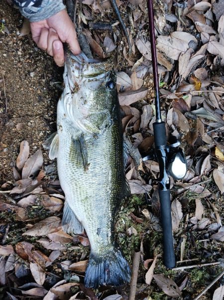 今年初の50ＵＰゲット！