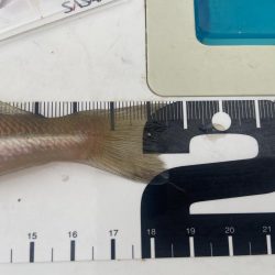 シロギスタのDo As Infinityな一日