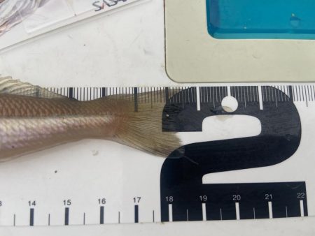 シロギスタのDo As Infinityな一日