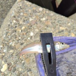 今日もキス釣り