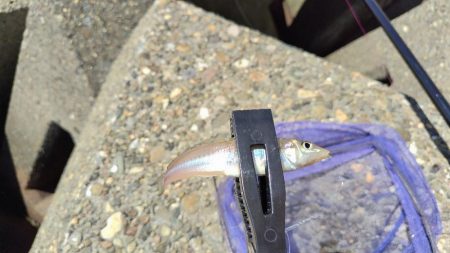 今日もキス釣り