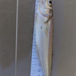 キスの活性があがらない。