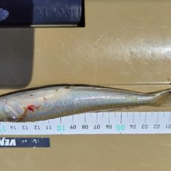 気持ち良い晴天の下。