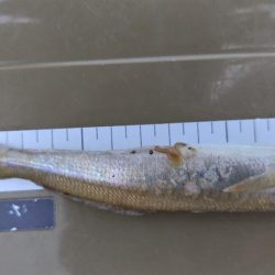 今年はちょっと違う感じ