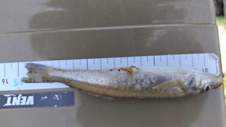 今年はちょっと違う感じ