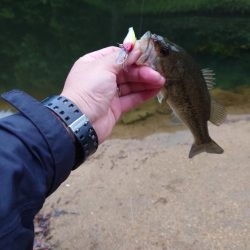 痛恨のバラシ！