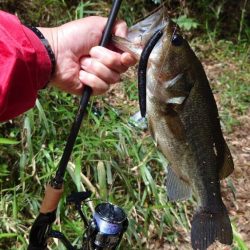 安定のセンコー