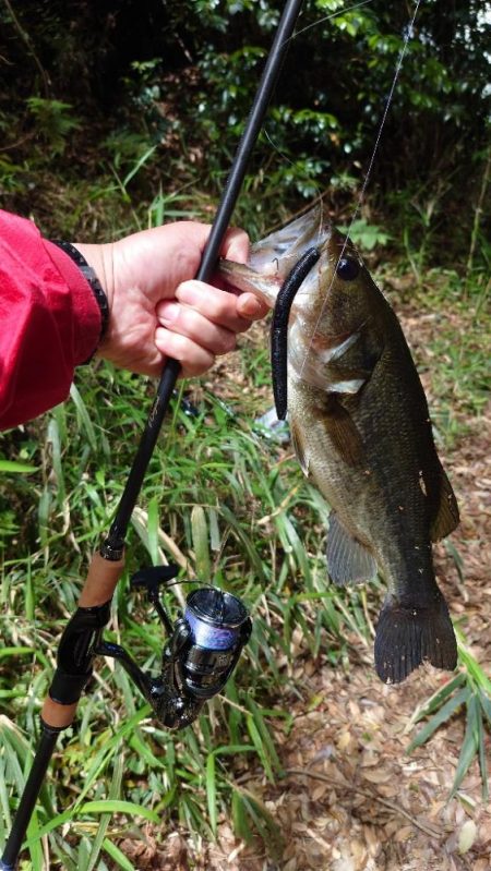 安定のセンコー