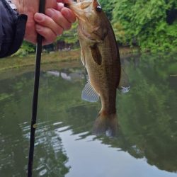 アフターの釣り方