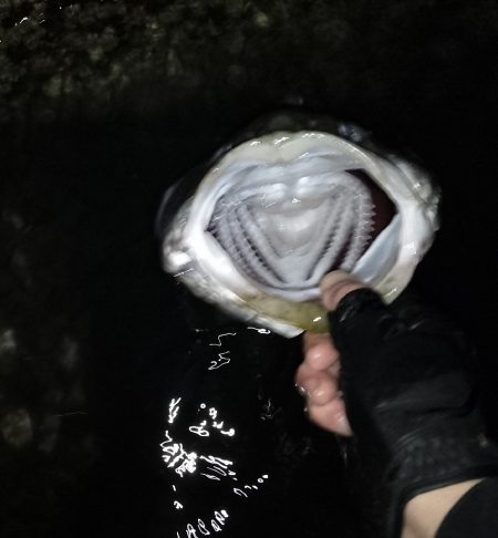 ベイトはイワシ?