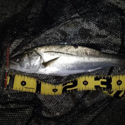 強風でミスバイト多発…