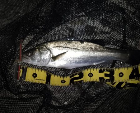 強風でミスバイト多発…