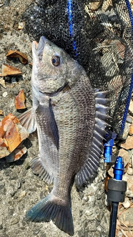 トップチニング